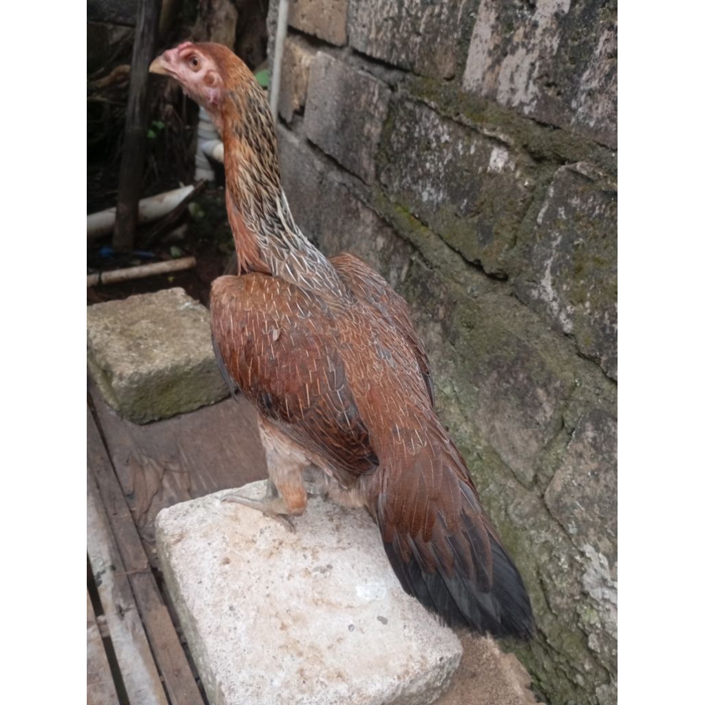 Ayam bangkok birma betina biang muda di Jakarta