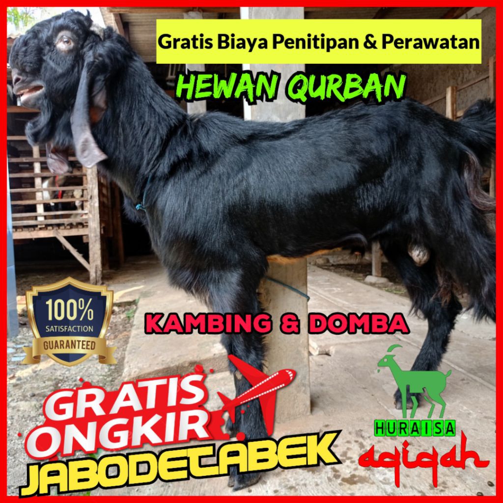 (GOSEND) Kambing Qurban / Kambing aqiqah / Domba aqiqah / akikah / kekah / nazar / haul / dll