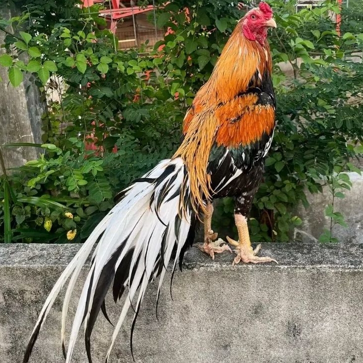 TELUR AYAM PAKHOY ORIGINAL PETARUNG SANG JUARA UNTUK DITETASKAN