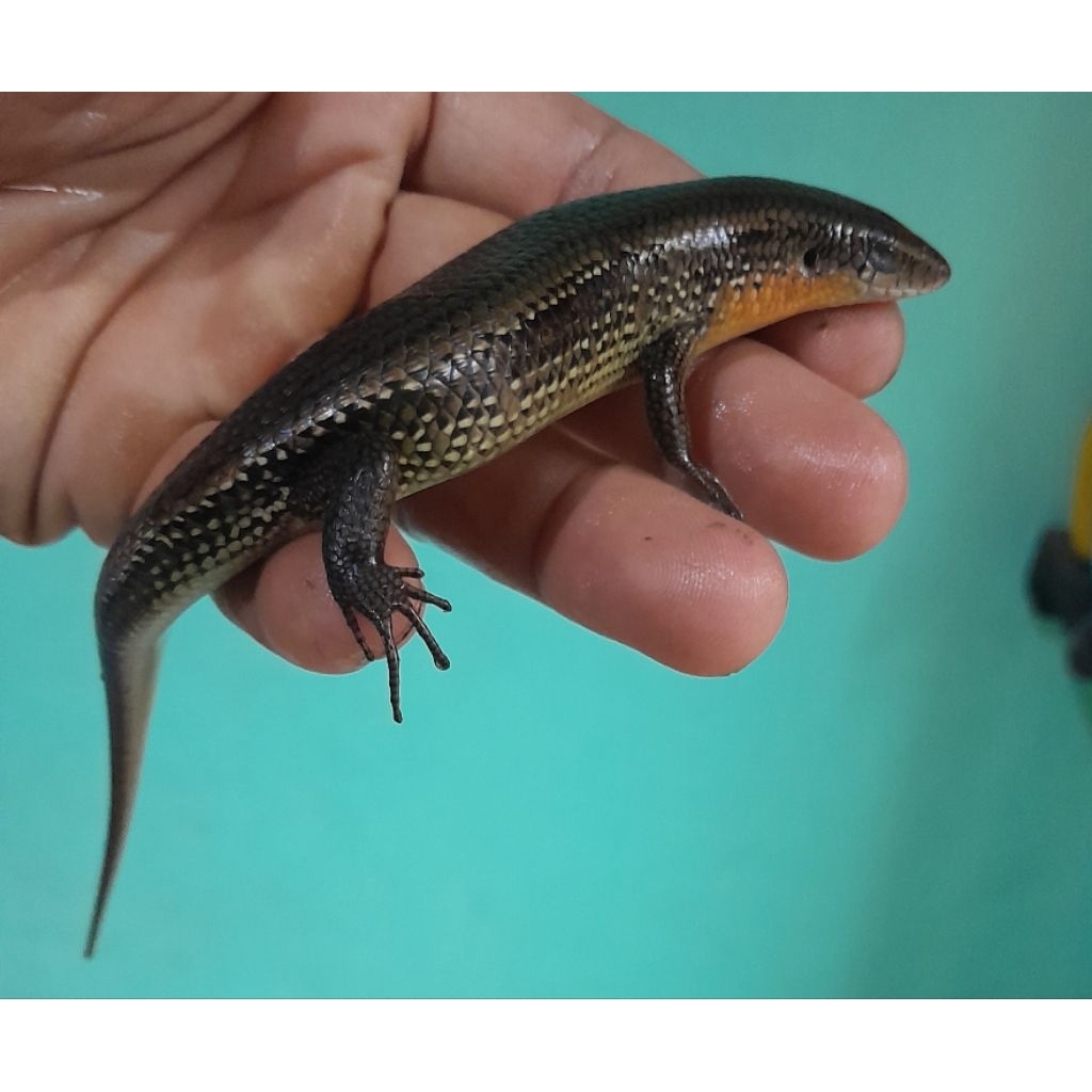 Kadal kebun/mabuya