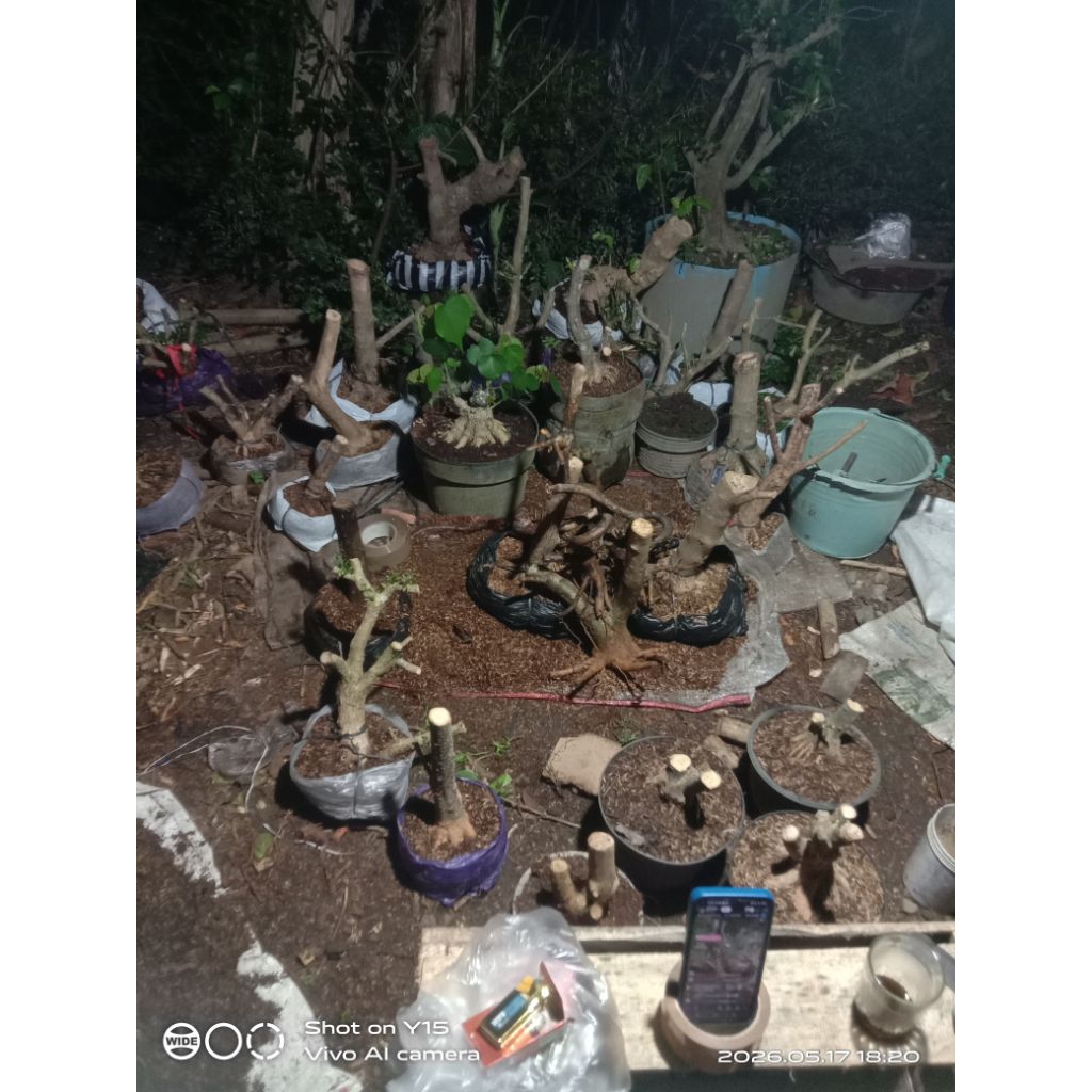 bahan bonsai anting putri sancang waru kimeng program akar