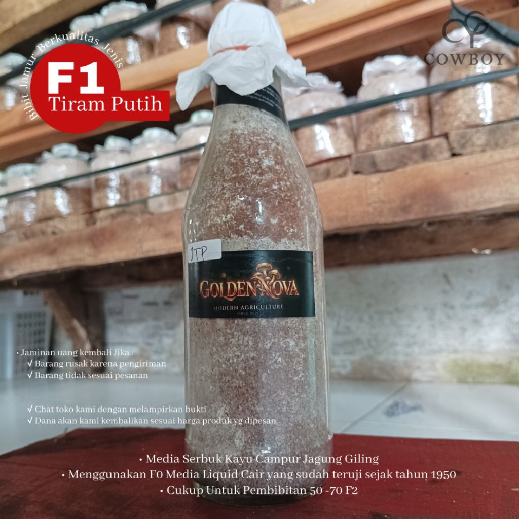 GOLDENNOVA bibit F1 jamur Tiram Putih