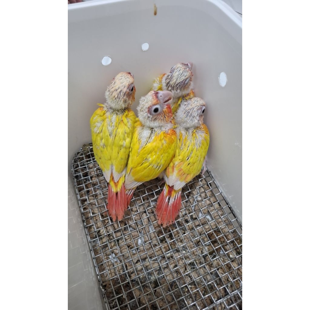 Sun Chek Conure baby Anakan sun chek conure