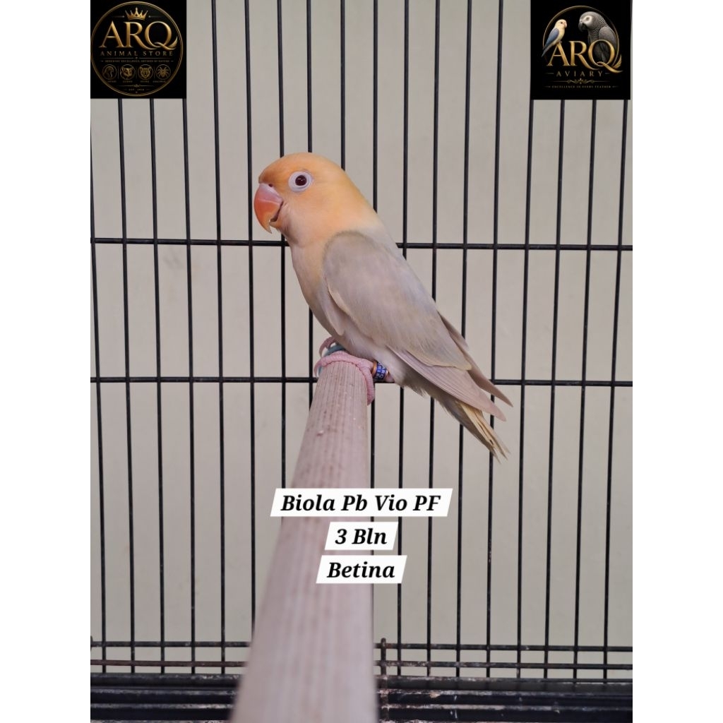 Lovebird Paud Biola Parblue Violet Pale Fallow (PF)