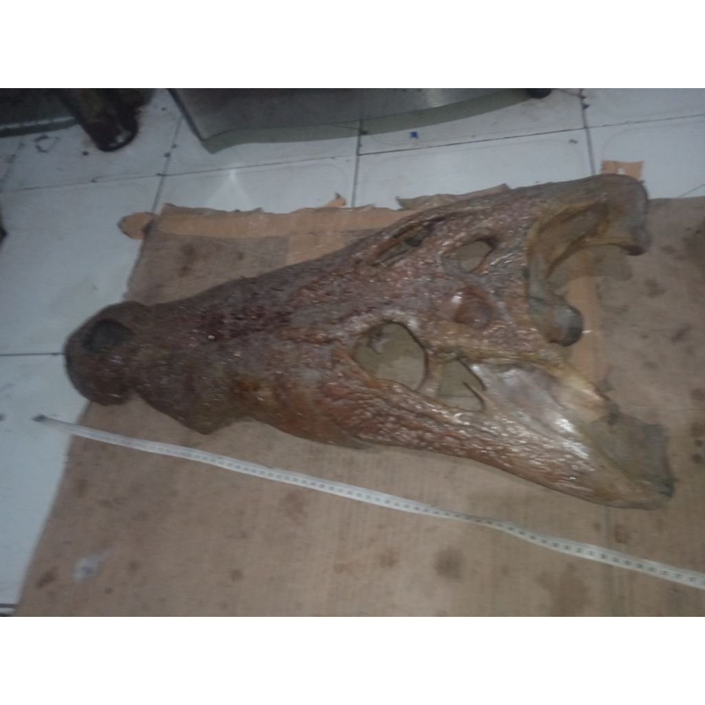 antik BuayaPurbaFosil asliBengawanSolo