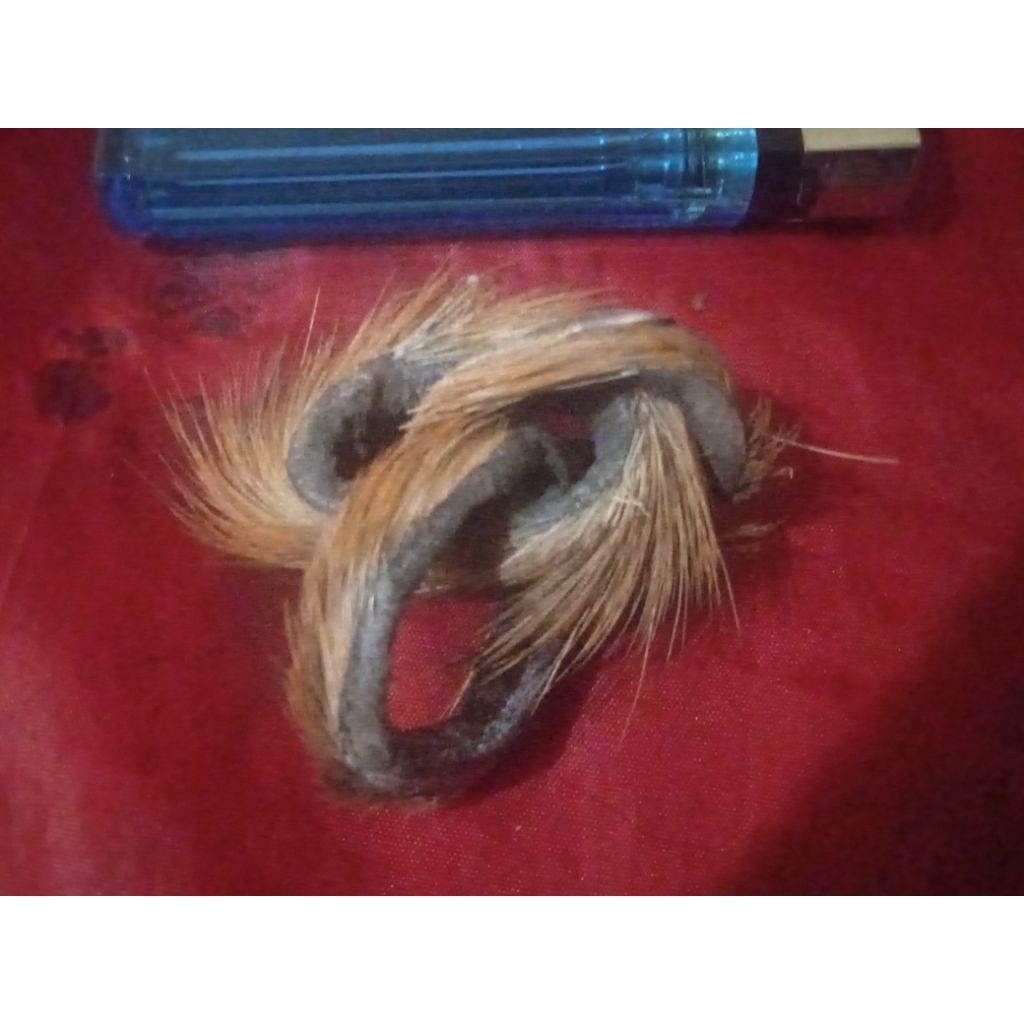 mustika ranteBabi. rb. asli
