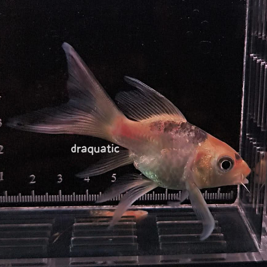 ikan koi hudielong golden 5cm