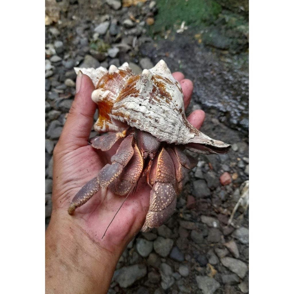 Cangkang mainan XXL Kelomang Jumbo