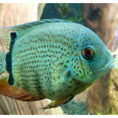 Green Severum Cichlid Hiasan ikan Aquascape Aquarium Berkualitas