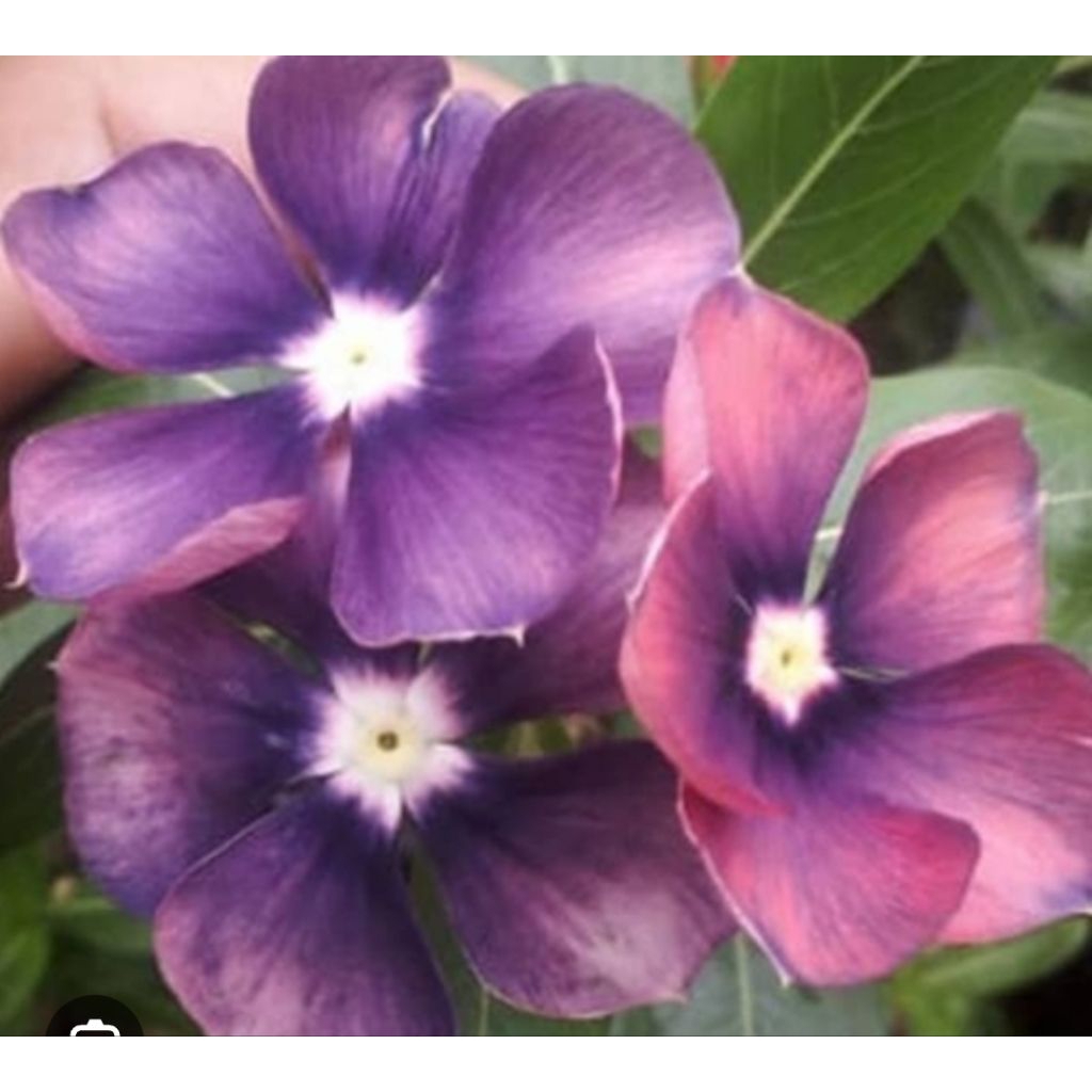 Biji Benih Vinca Exotic Purple Violet - Bunga Tapak Dara Ungu Eksotis Import