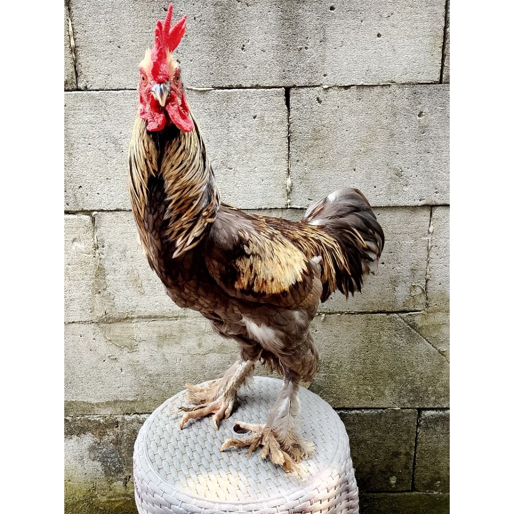 Indukan ayam brahma jantan pacek brahma ayam hias hiasan taman materi ternak ayam