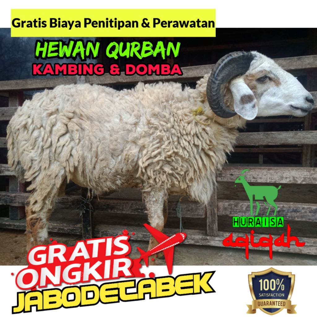 (GOSEND) kambing qurban / kambing aqiqah / kambing hidup / kambing murah / domba hidup/ domba aqiqah