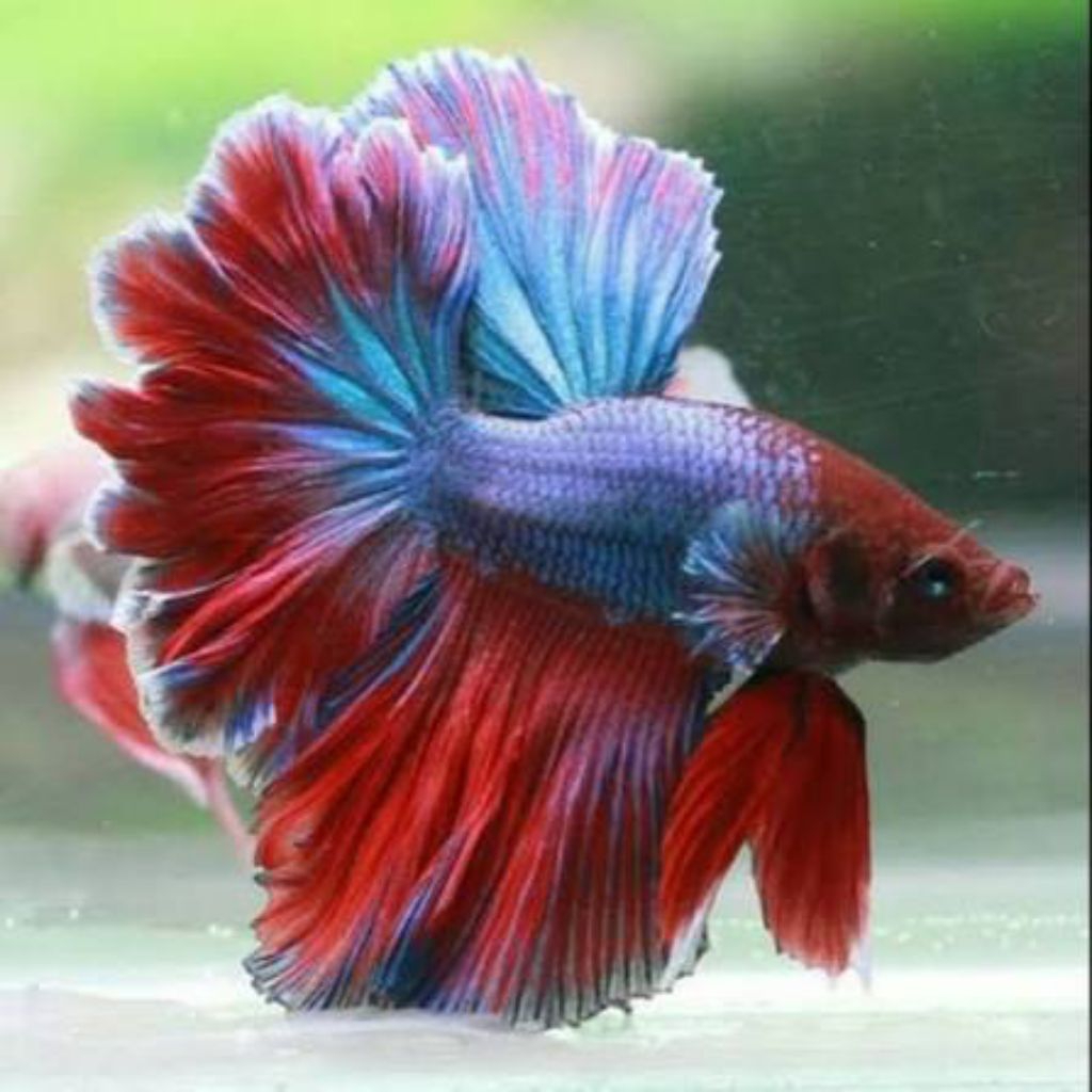 Ikan Cupang Hias Halfmoon Rosetail Size L - Warna Acak, Garansi Hidup