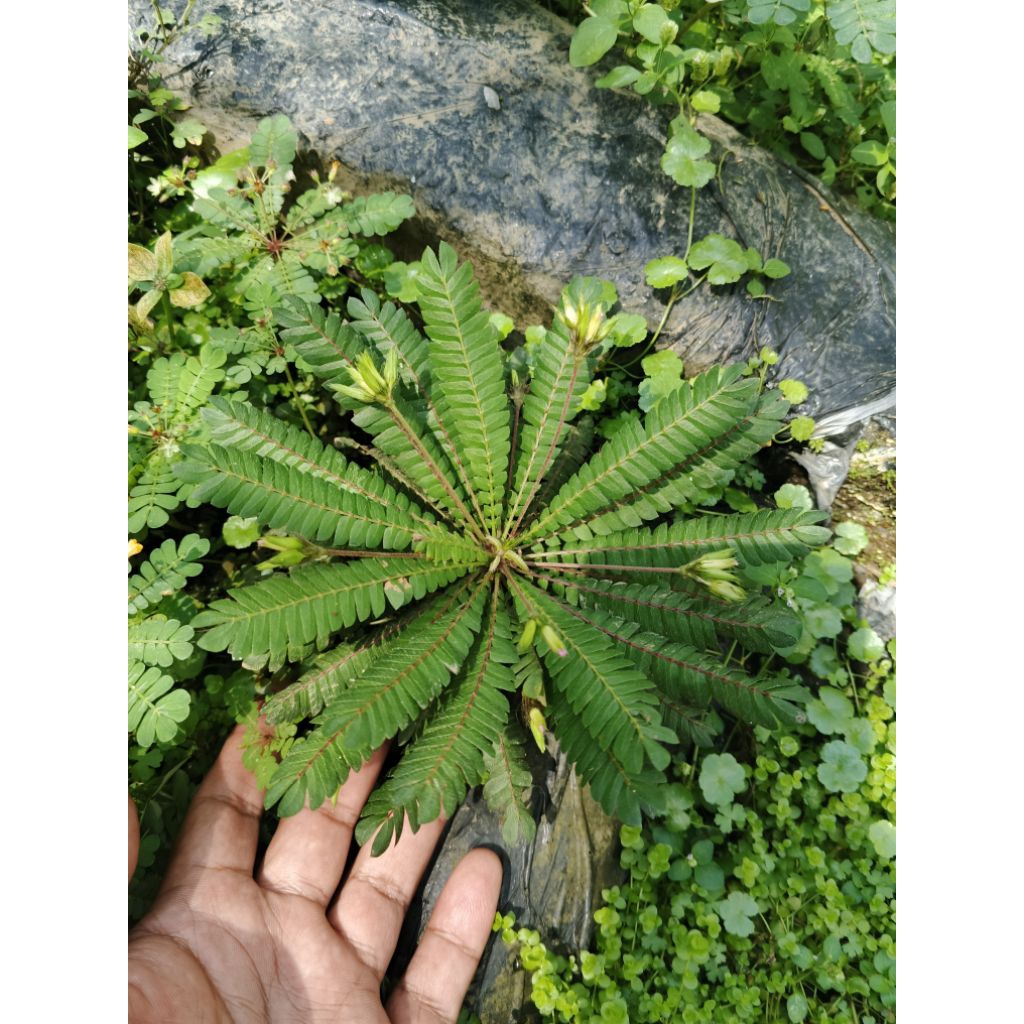 tanaman hias biobhytum,tanaman paludarium terarium