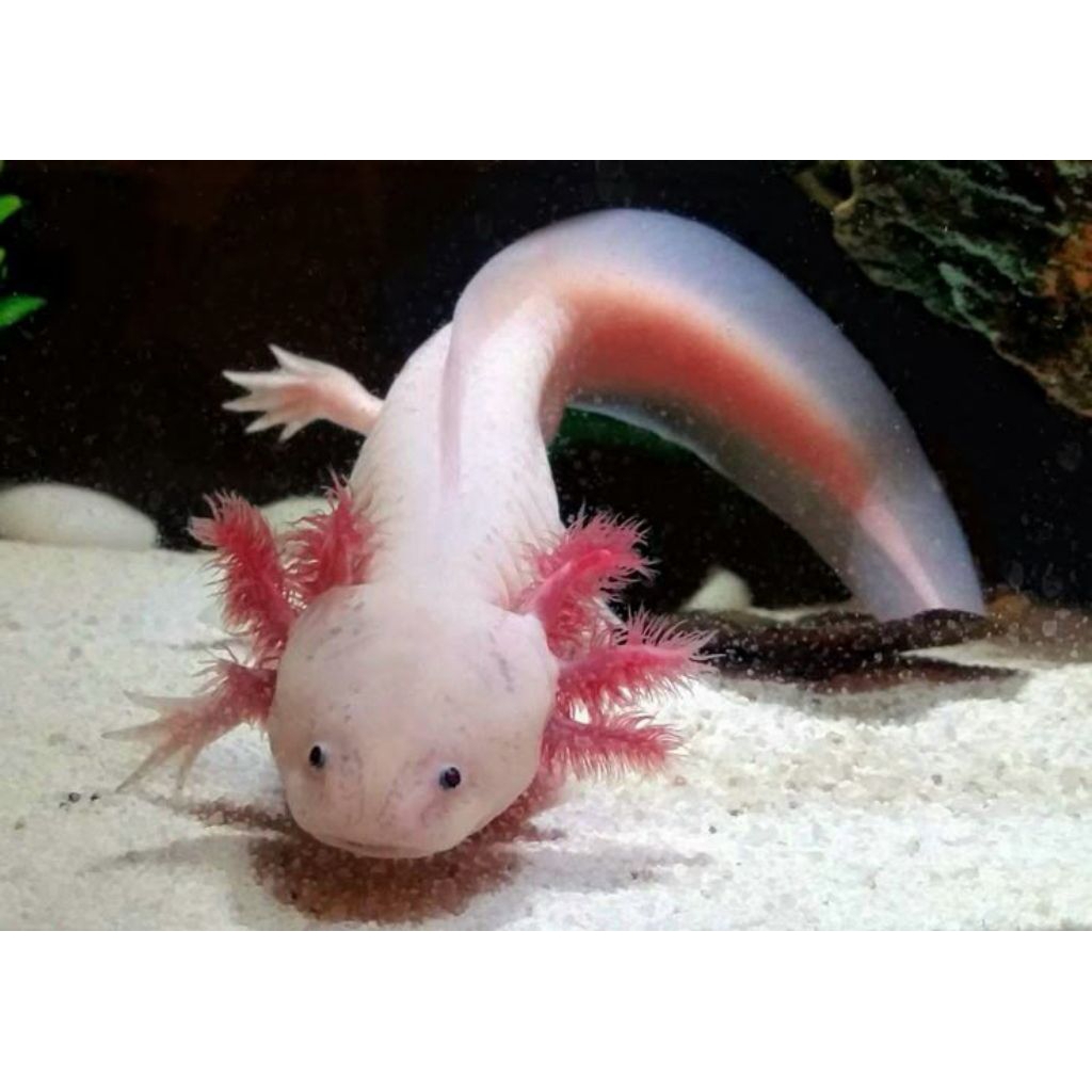 Miniatur aquarium Axolotl leucistic 13-14 cm