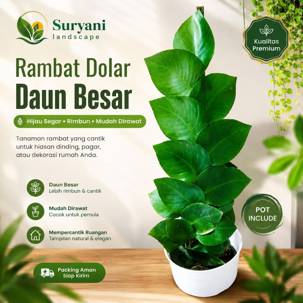 Tanaman Hias Dolar Daun Besar Rambat Tanaman Rambat Ficus Pumila Dolar Besar