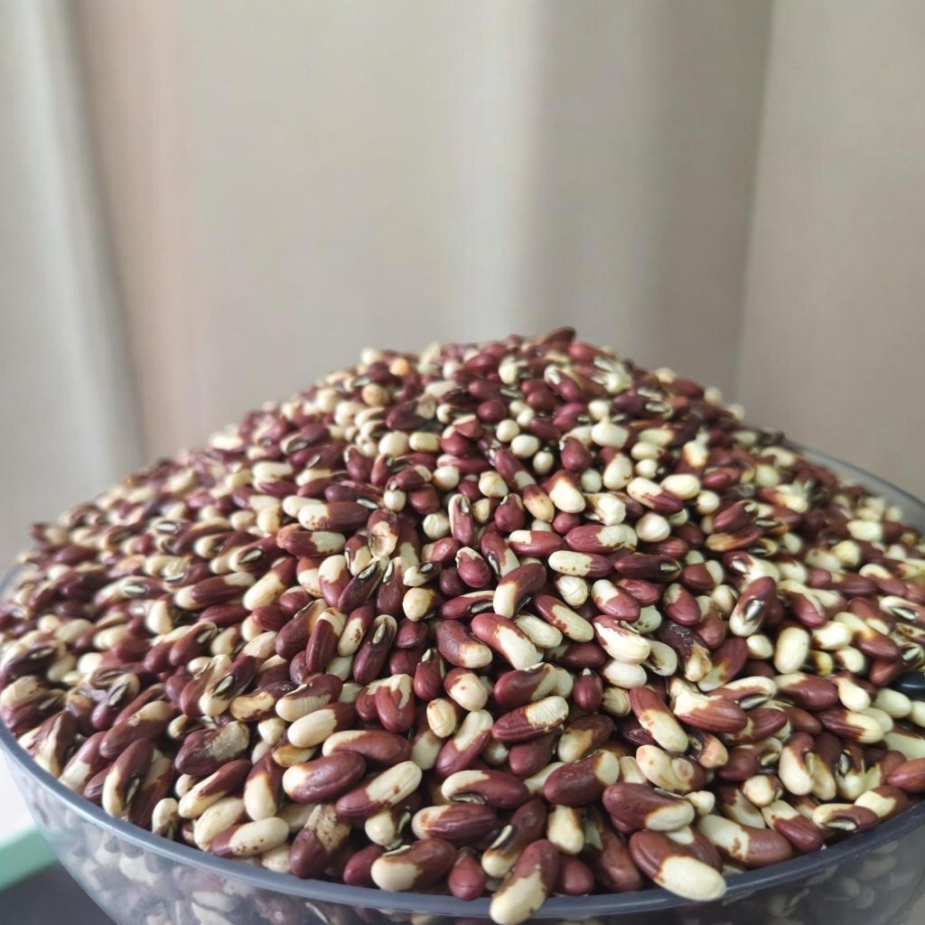 Benih kacang panjang merah putih super 50 gram orian langsung dari petani
