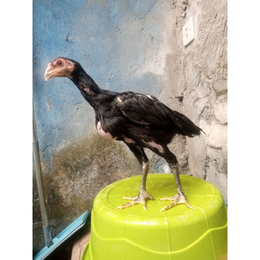 Ayam pakhoy anakan jantan