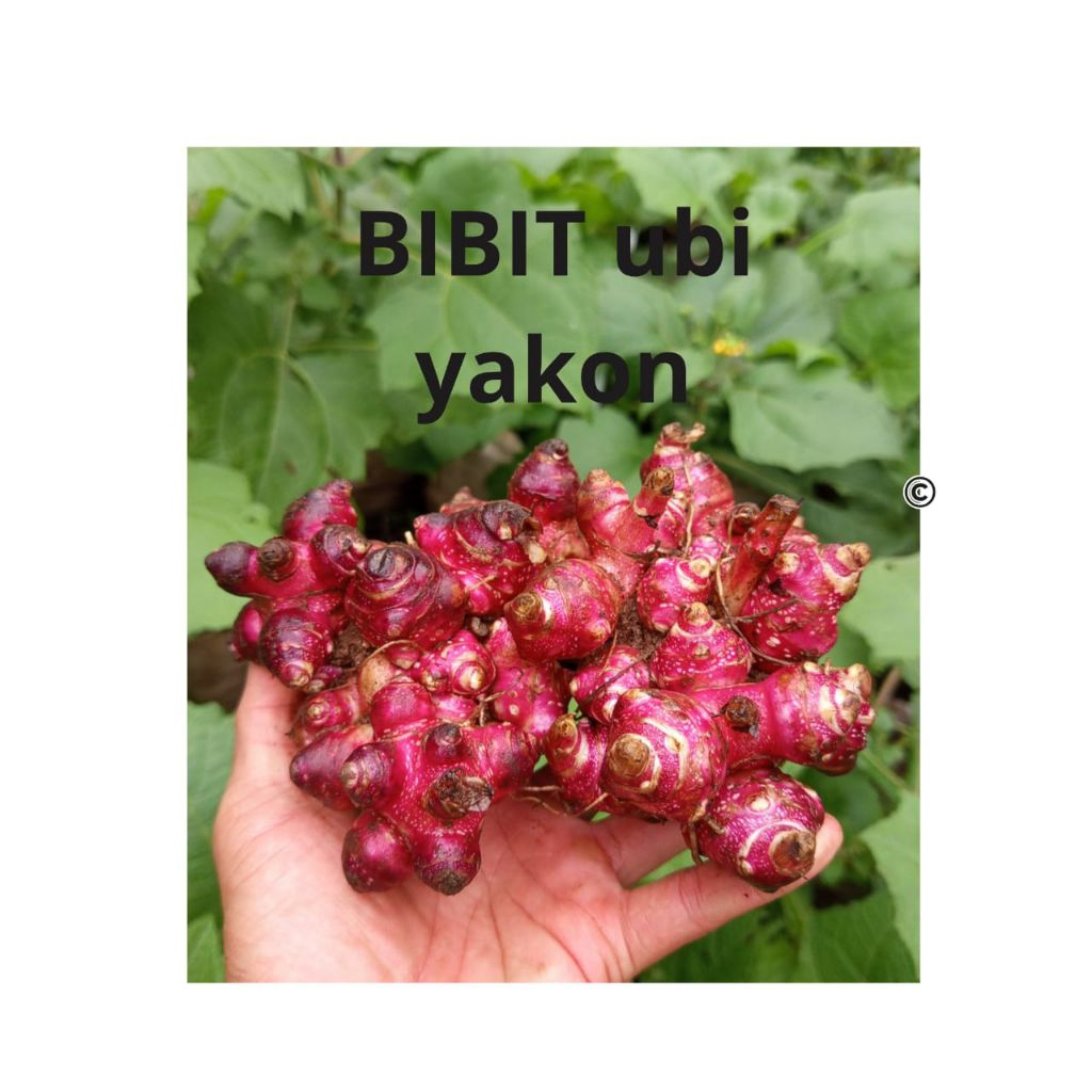 bibit ubi yakon rimpang yakon berkualitas 1kg