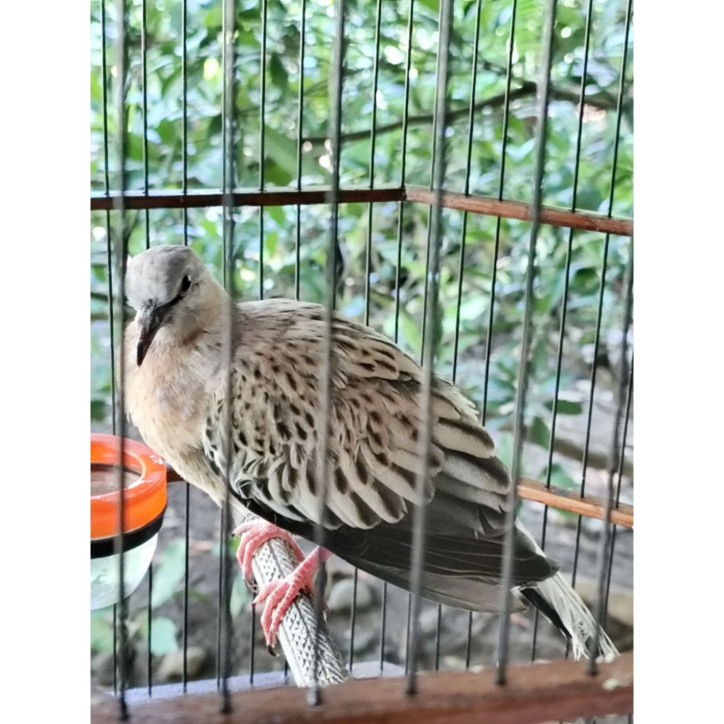 DERKUKU/TEKUKUR LEOPARD EKOR BLOROK