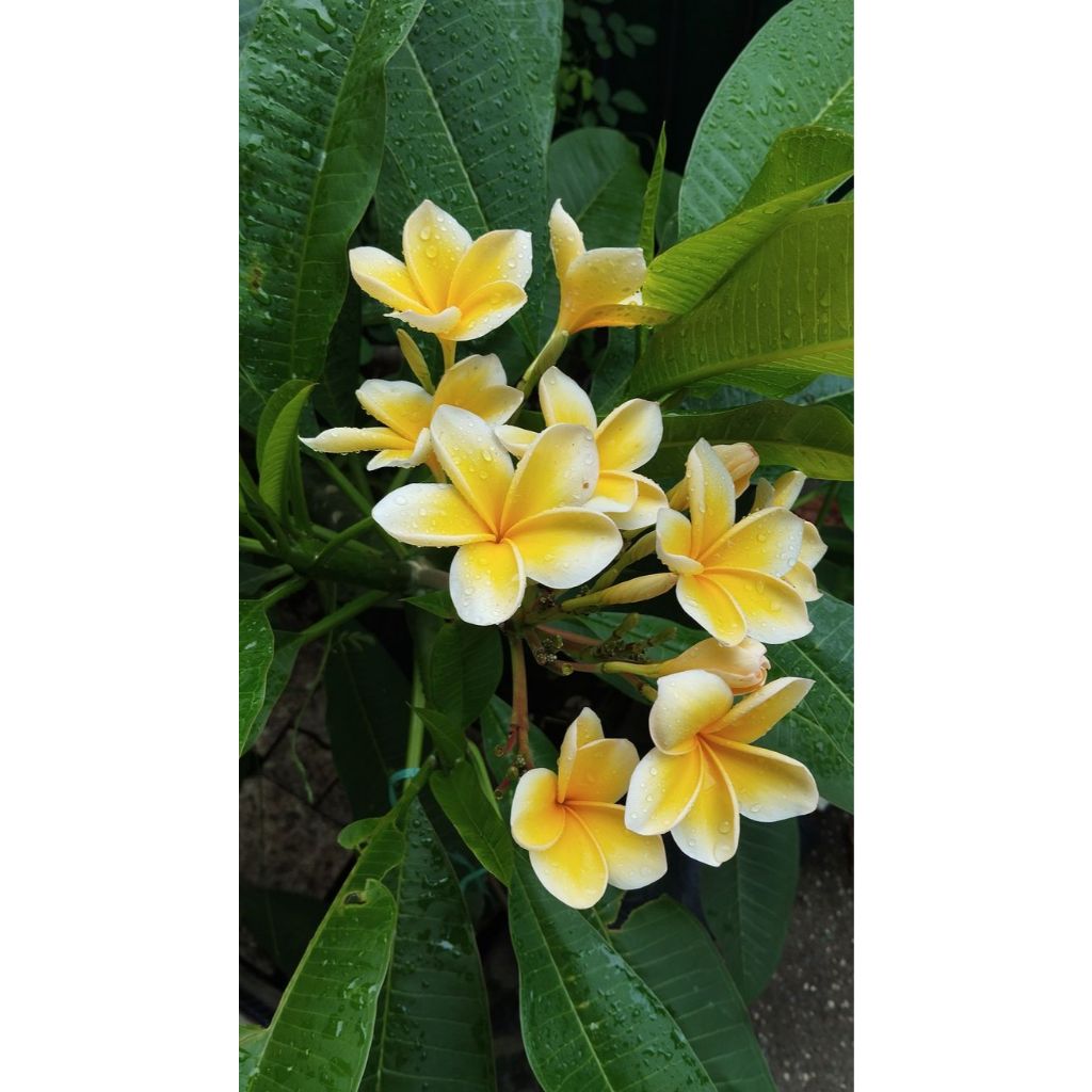 Bunga Kamboja/bibit