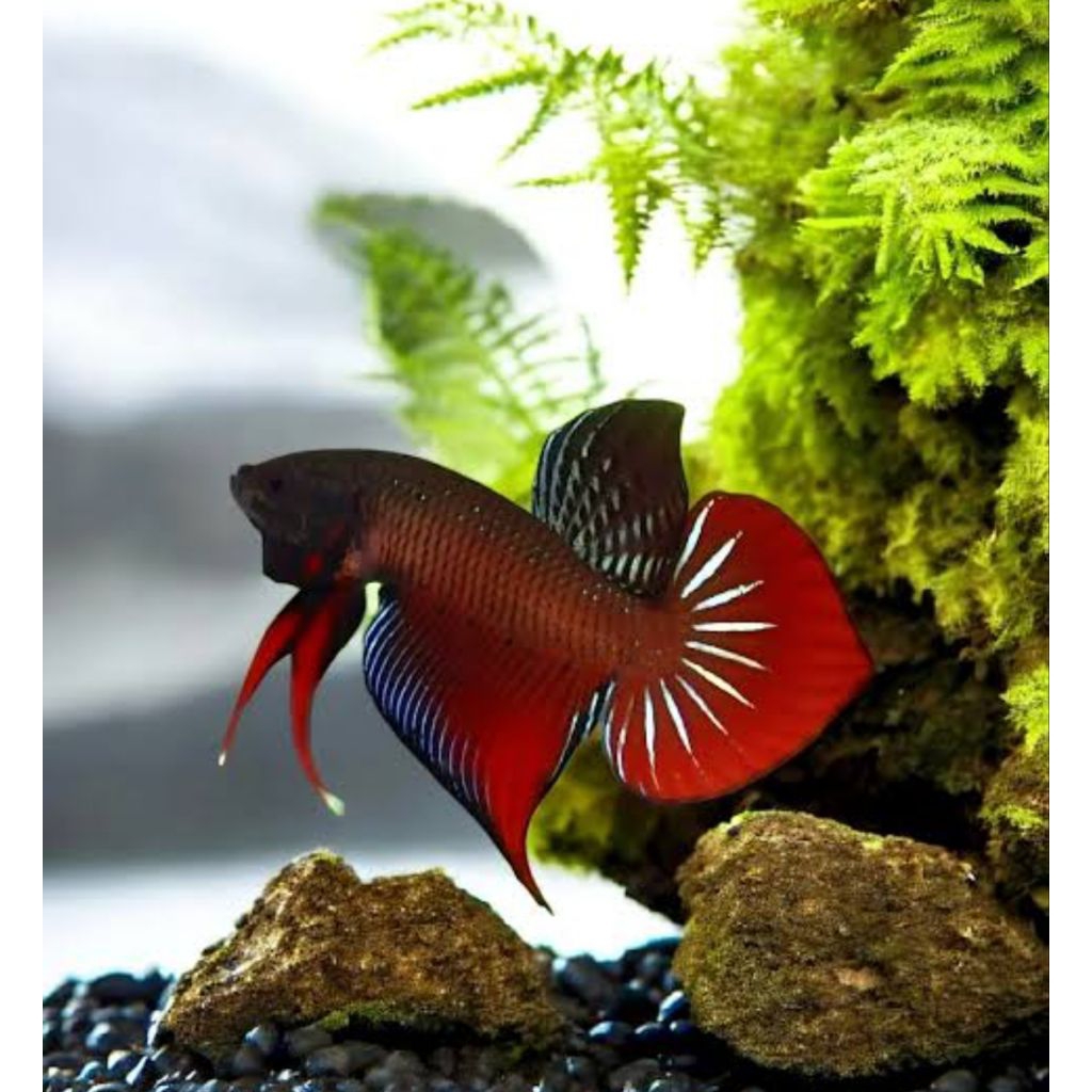 Wild Betta splendens Original