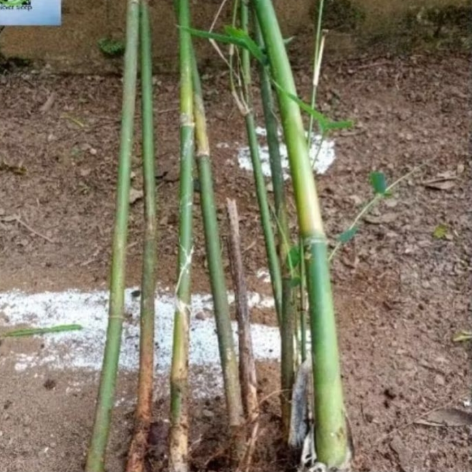 bibit jambu jepangg,bambu cendani tanaman hias