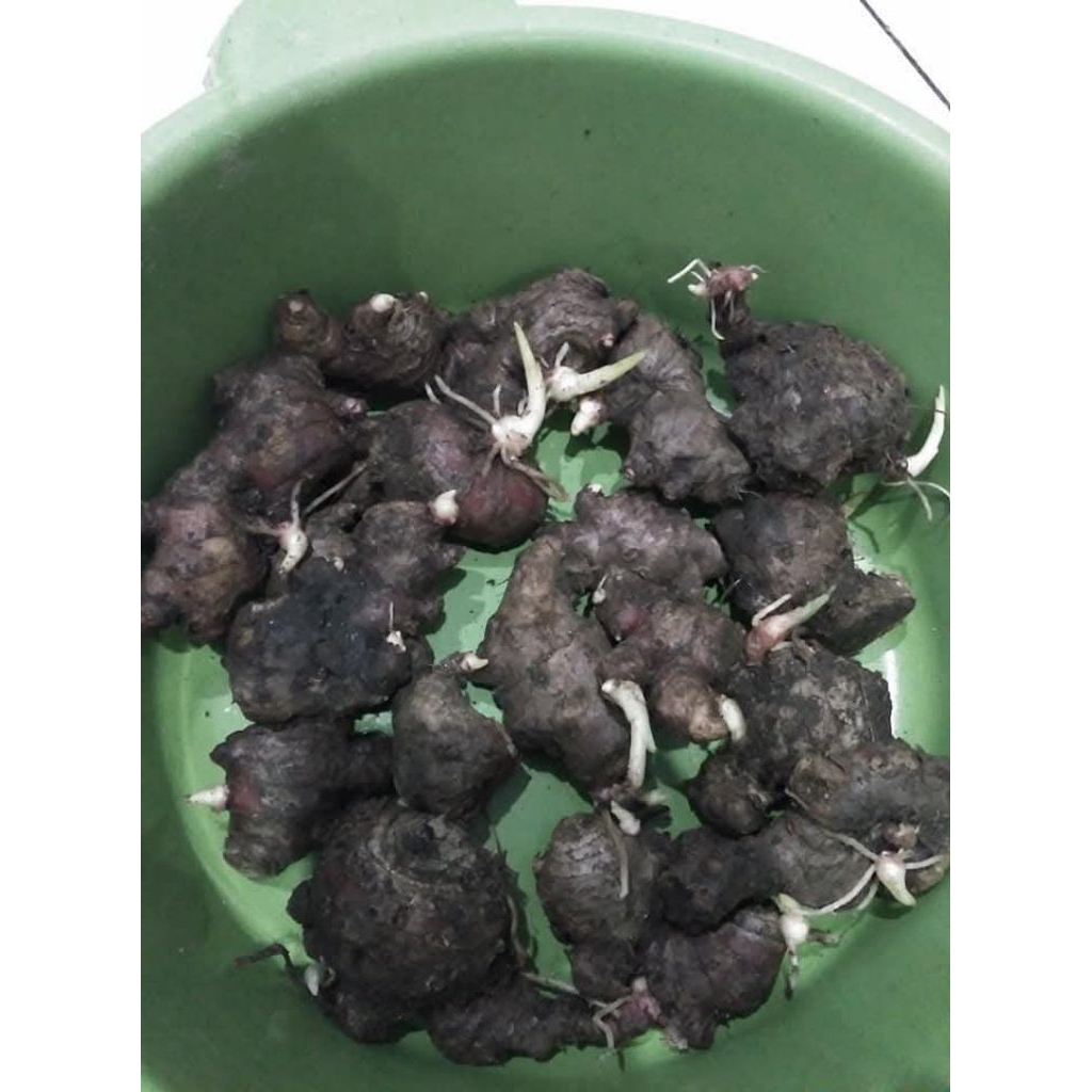 bibit jahe merah 1 kilo