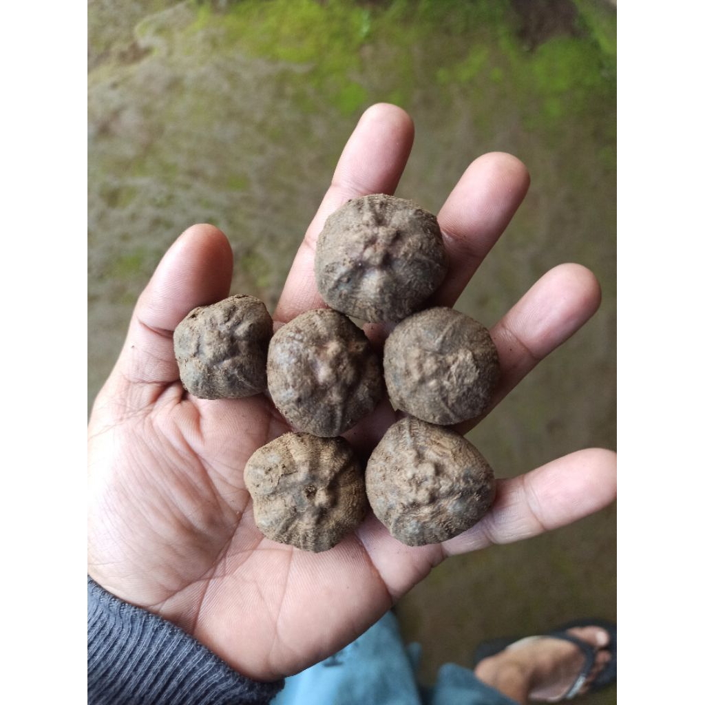 Bibit porang super | Biji katak porang 1 kg isi 80-200 biji