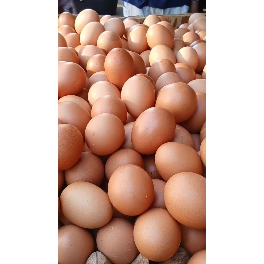 (PROBOLINGGO paiton)TELOR AYAM 1kg