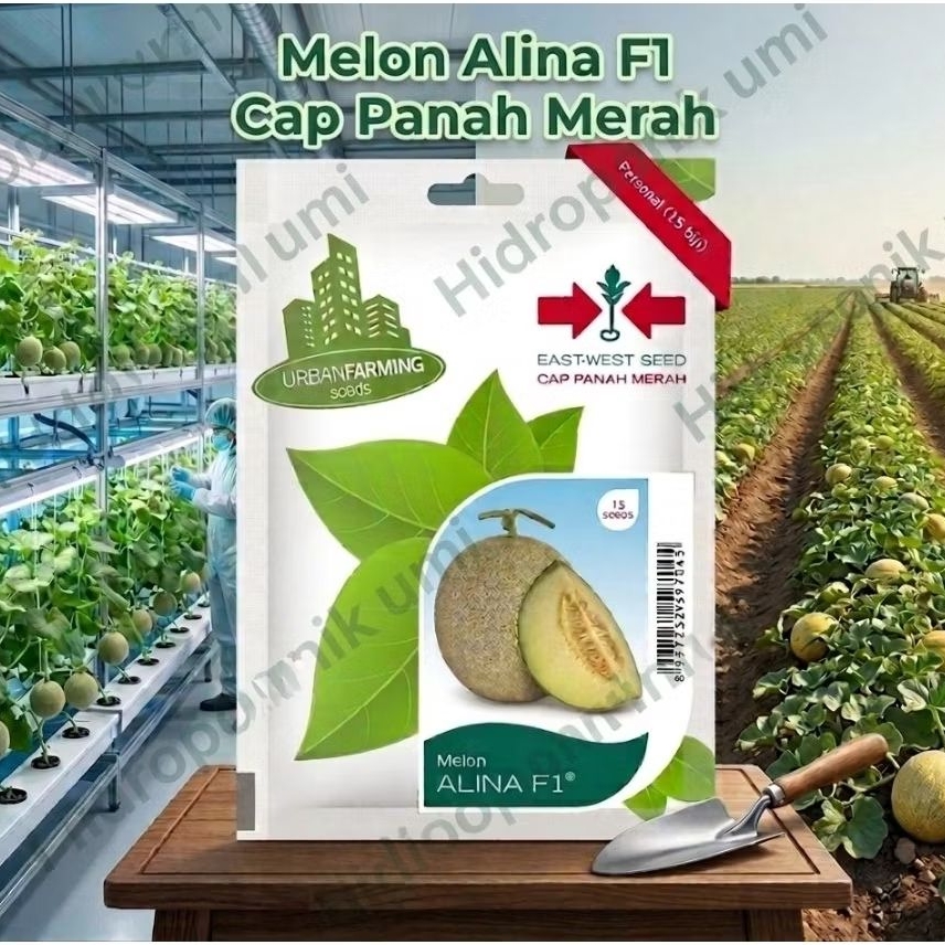 Benih Melon Hibrida Alina F1 15 Biji