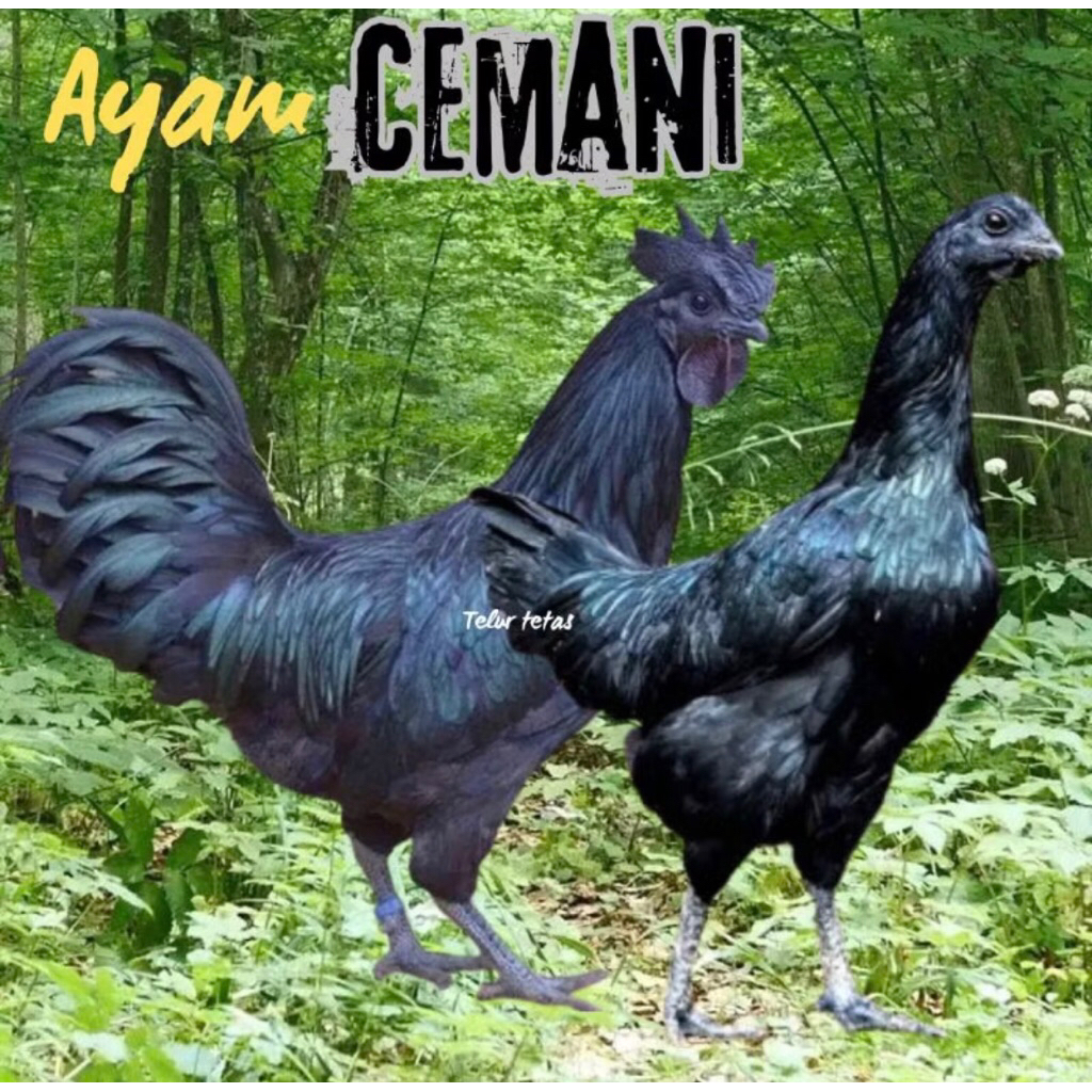 TELUR AYAM  CEMANI ASLI ORIGINAL LIDAH HITAM
