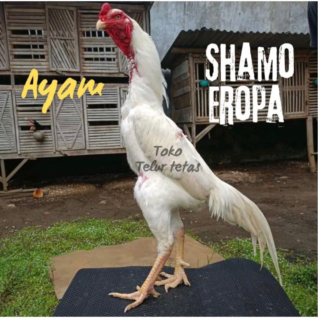 TELUR AYAM SHAMO EROPA ORI PETARUNG