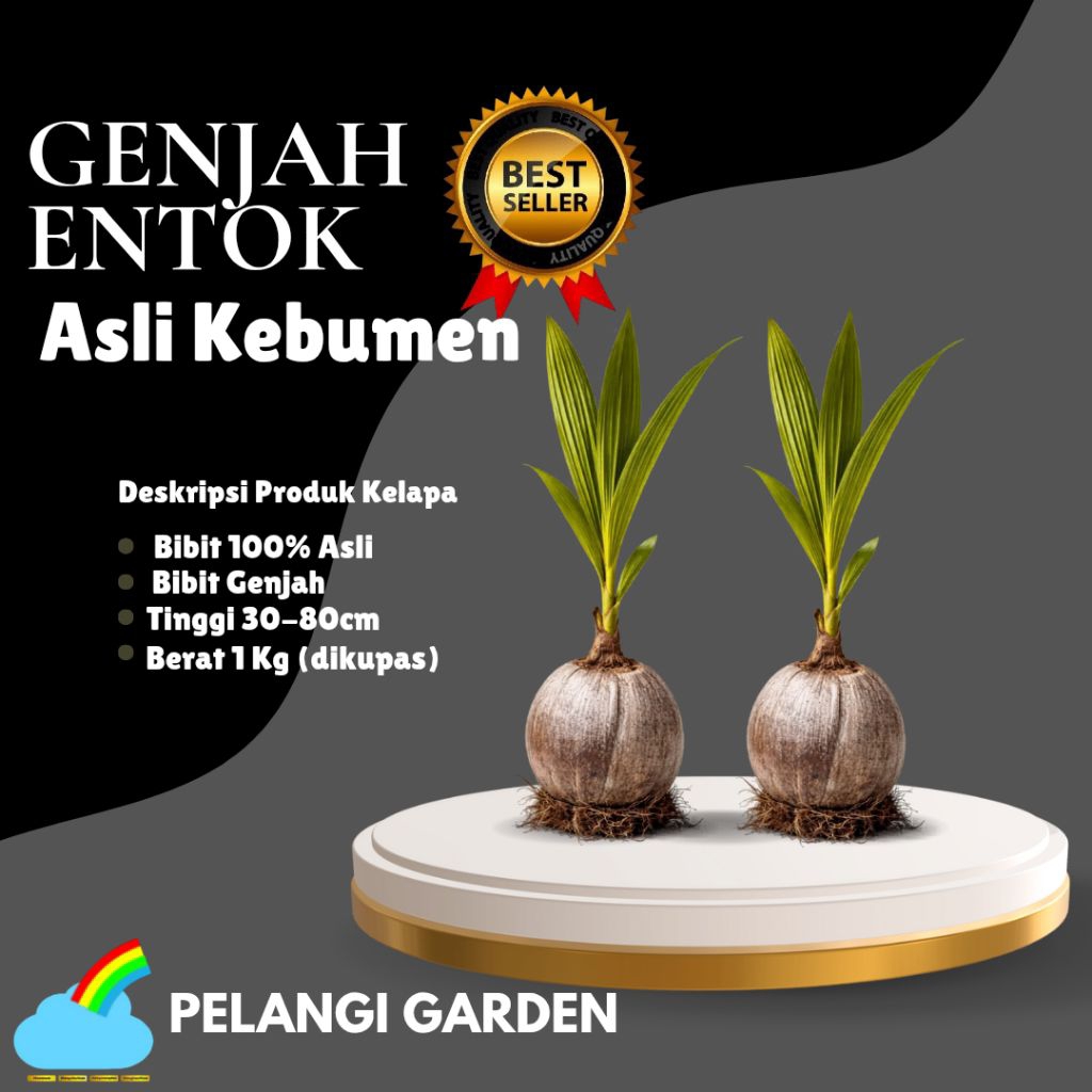 PALING DICARI  Bibit Kelapa Genjah Entok Unggul, Bibit Kelapa Genjah Hijau, Bibit Kelapa Genjah Kebu