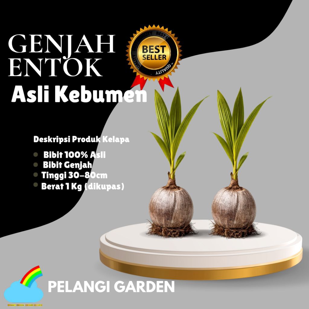 DICARI-CARI  Bibit Kelapa Genjah Hijau, Bibit Kelapa Genjah Kebumen, Bibit Kelapa Genjah Pendek