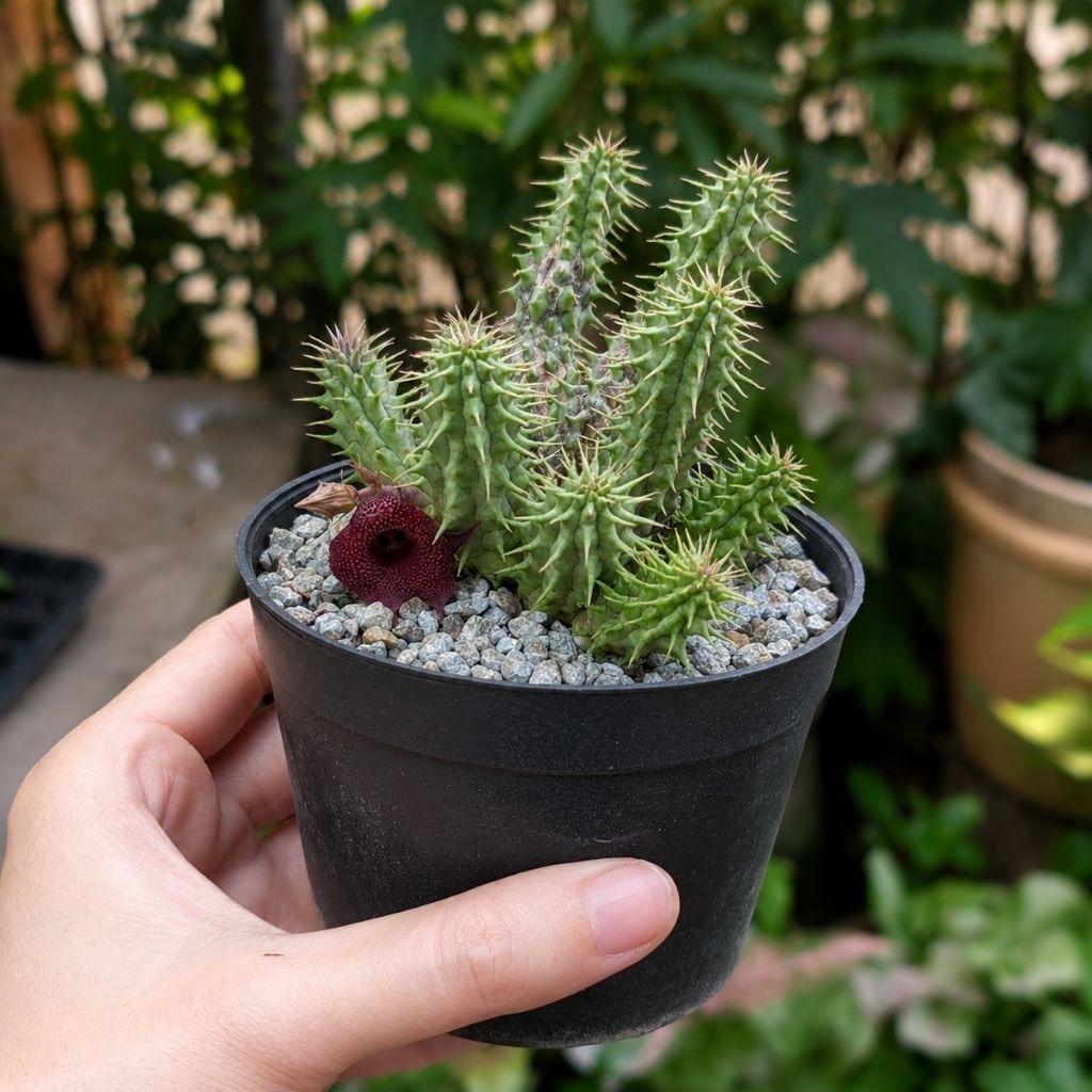 Huernia Huwernia Huenia Red Dragon Bunga Stapelia Merah Kaktus Mini 1 set Pot