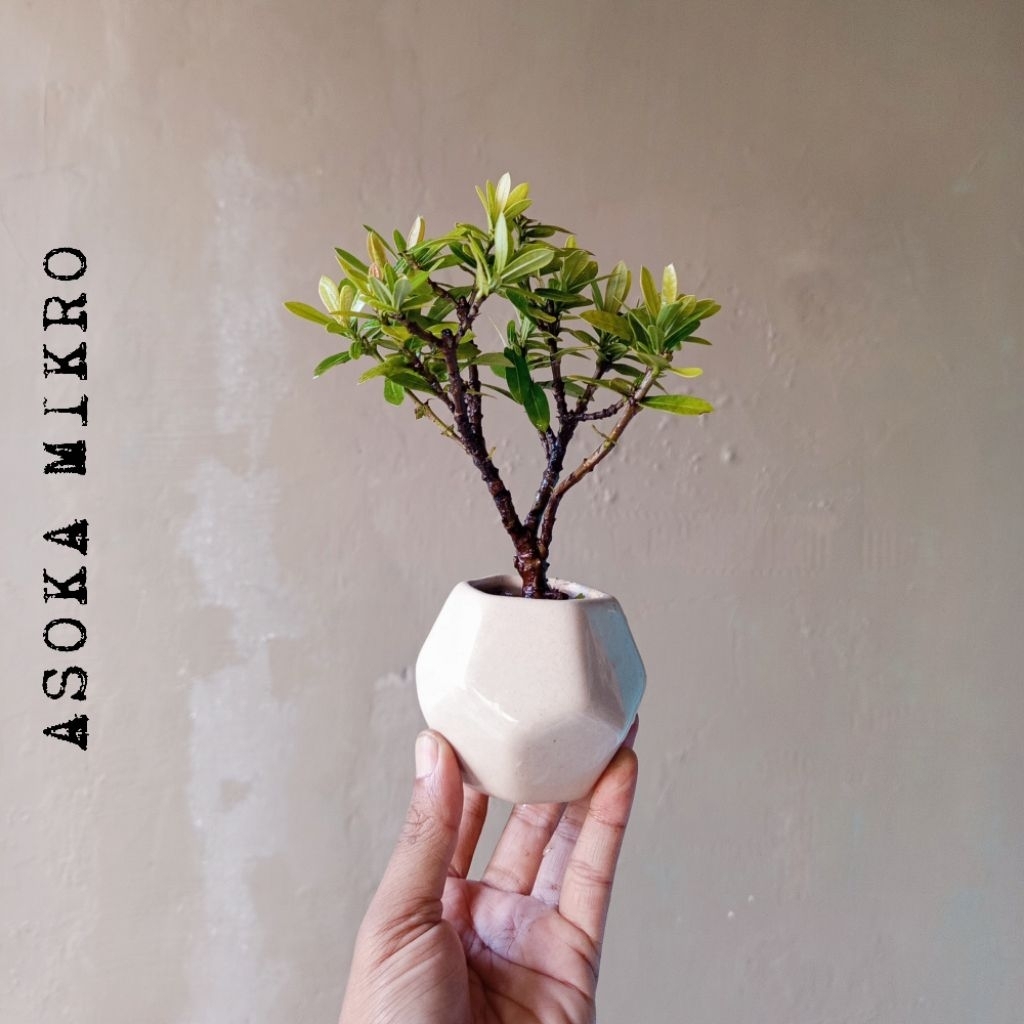 BONSAI ASOKA MIKRO BUNGA MERAH DIKIRIM SESUAI FOTO