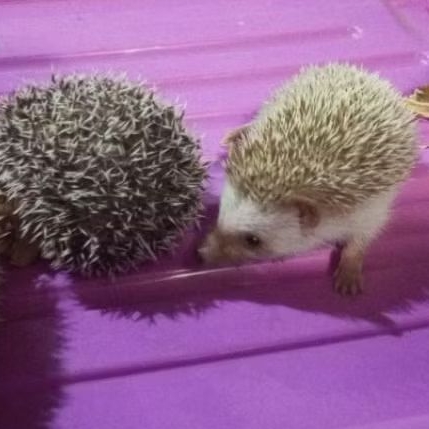 LANDAK MINI / HEDGEHOG