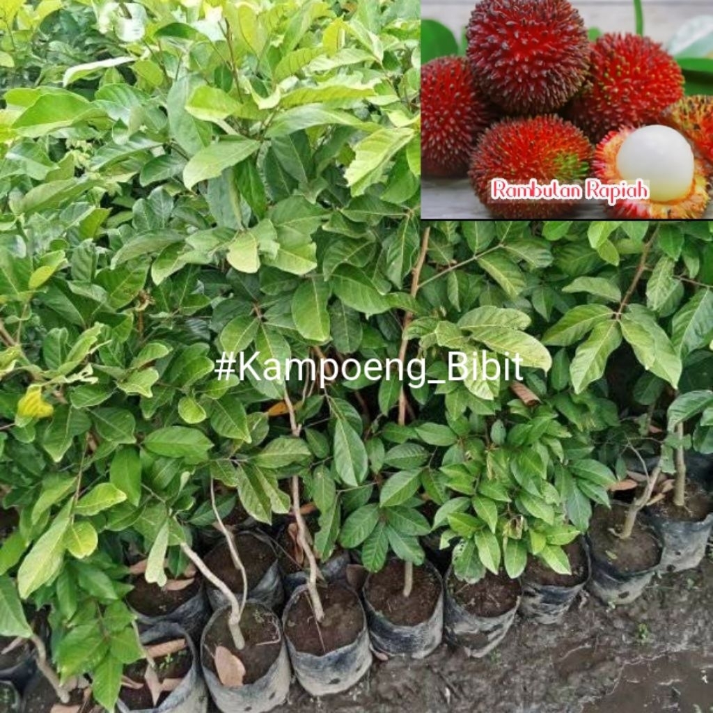 Bibit Rambutan Rapiah_Hasil Cangkok Cepat Beebuah