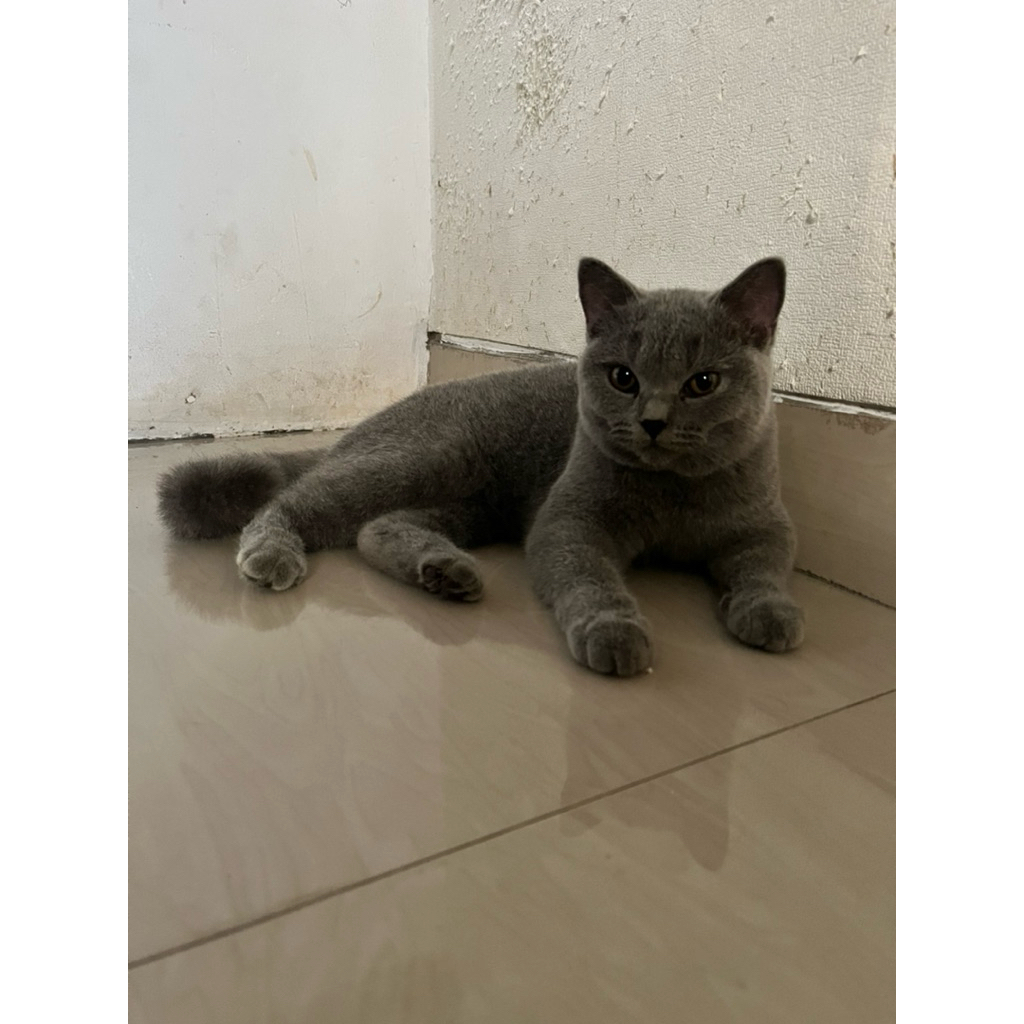 kitten / anak kucing BSH British Short Hair