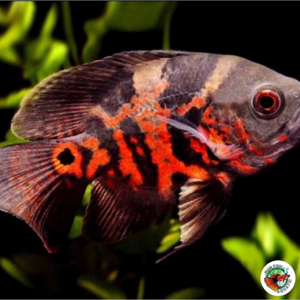 TERLARIS Oscar batik(10cm)orange ikan hias predator