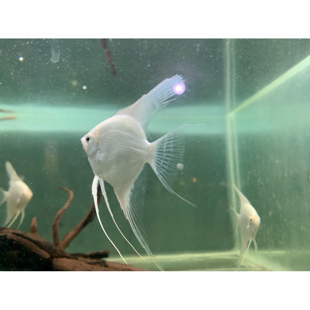 Manfish  platinum