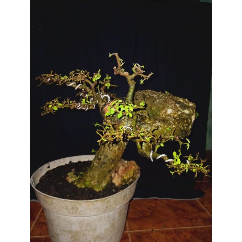 Bonsai Serut meliuk medium, real pict