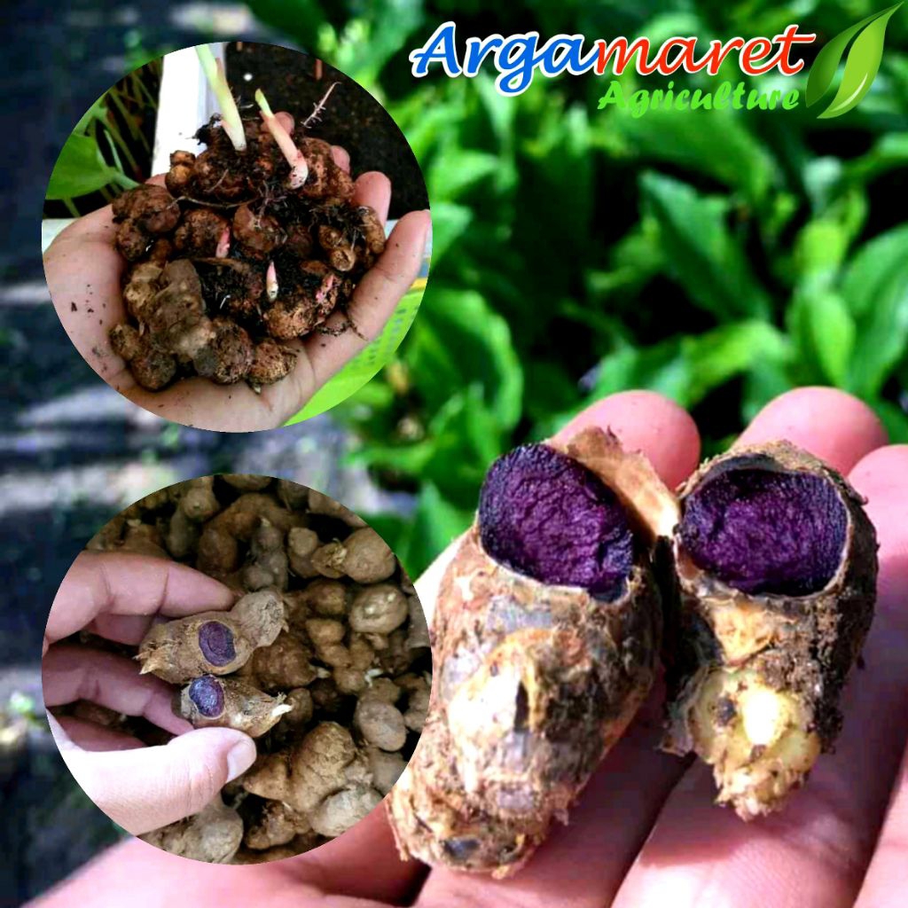 Kunyit Hitam Asli