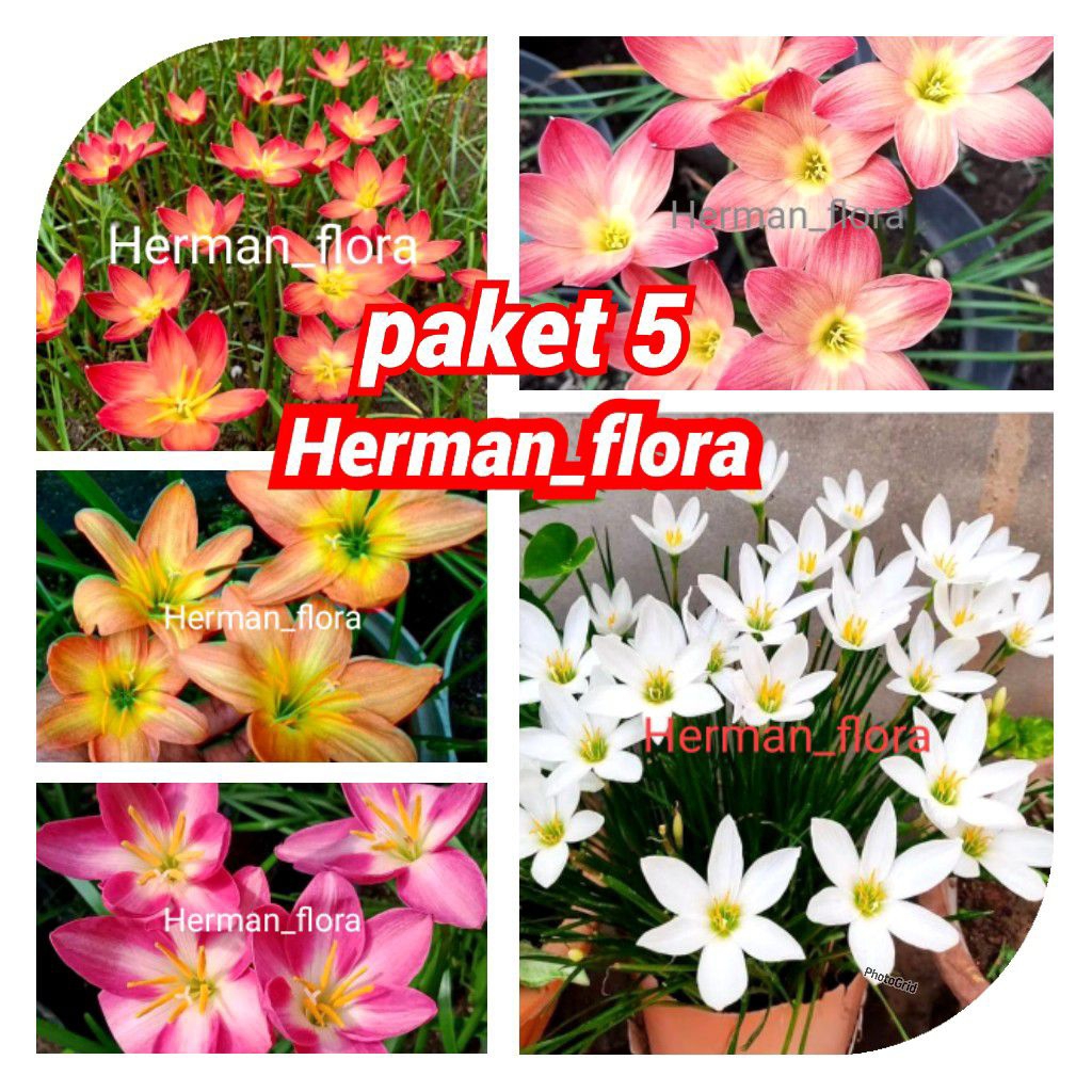 terbaru paket 5 tanaman hias lili hujan. tanaman lili hujan. tanaman bunga. Herman flora
