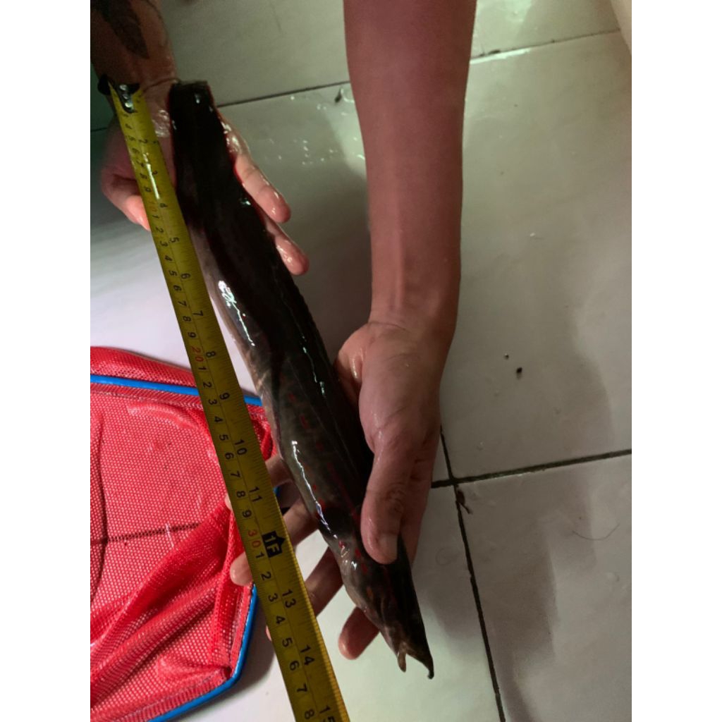 SILI API JUMBO 40 CM