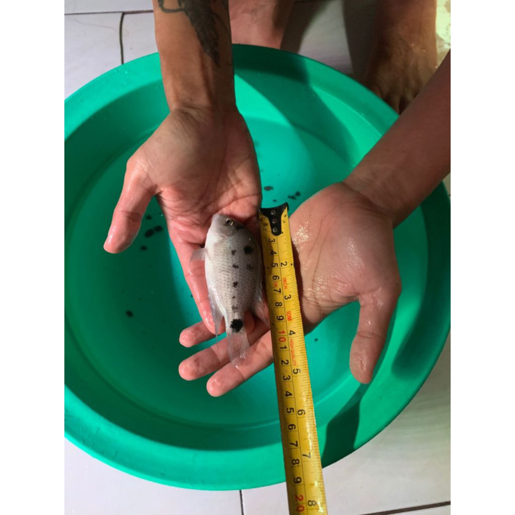 Vieja Cichlid Rare