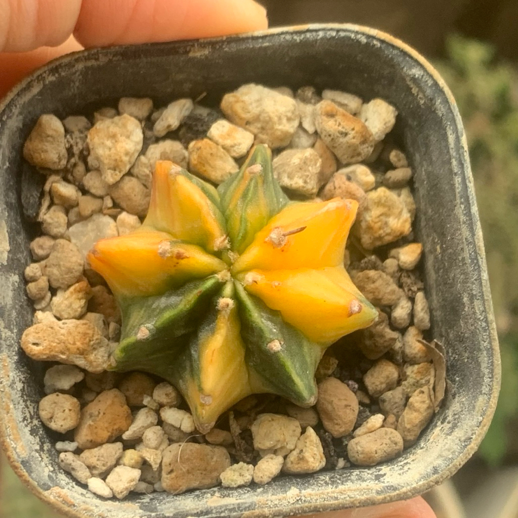 O61 Gymno LB Miha Hybrid Var (pink orange kaktus gymnocalycium mihanovichii varigata kaktus belajar 