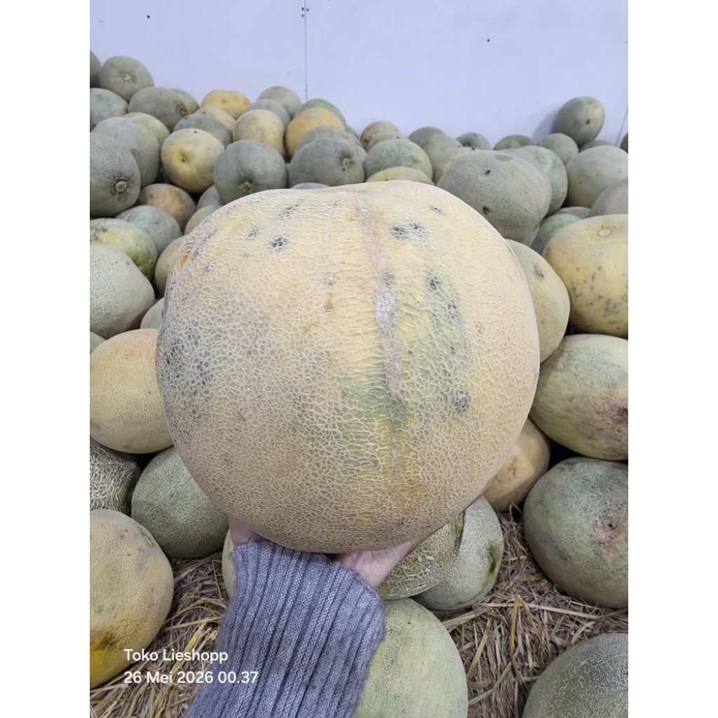 Buah Melon Madu Manis Segar 1 Buah