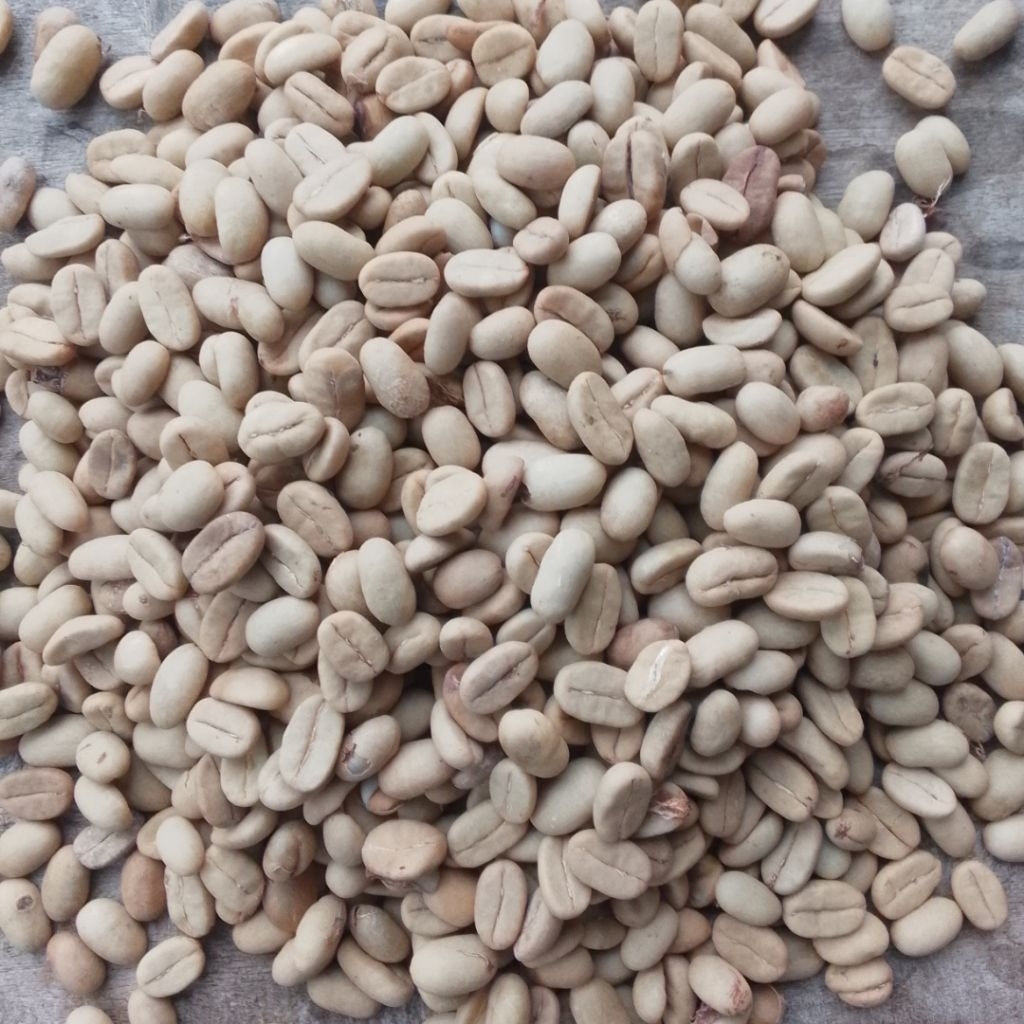 Kopi Mentah Arabika 1kg KOPI MENTAH ARABIKA 1KG Rempah Desa Nusantara